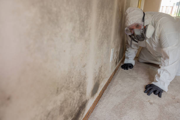 Why You Should Choose Our Mold Remediation Services in Onalaska, WI